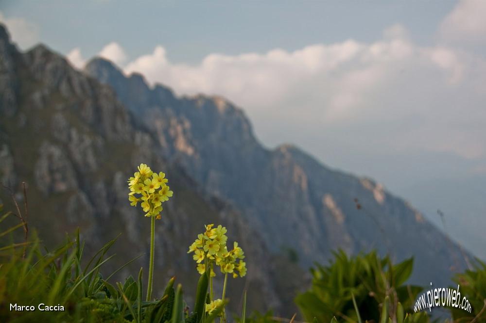 04_Fiori e rocce.jpg